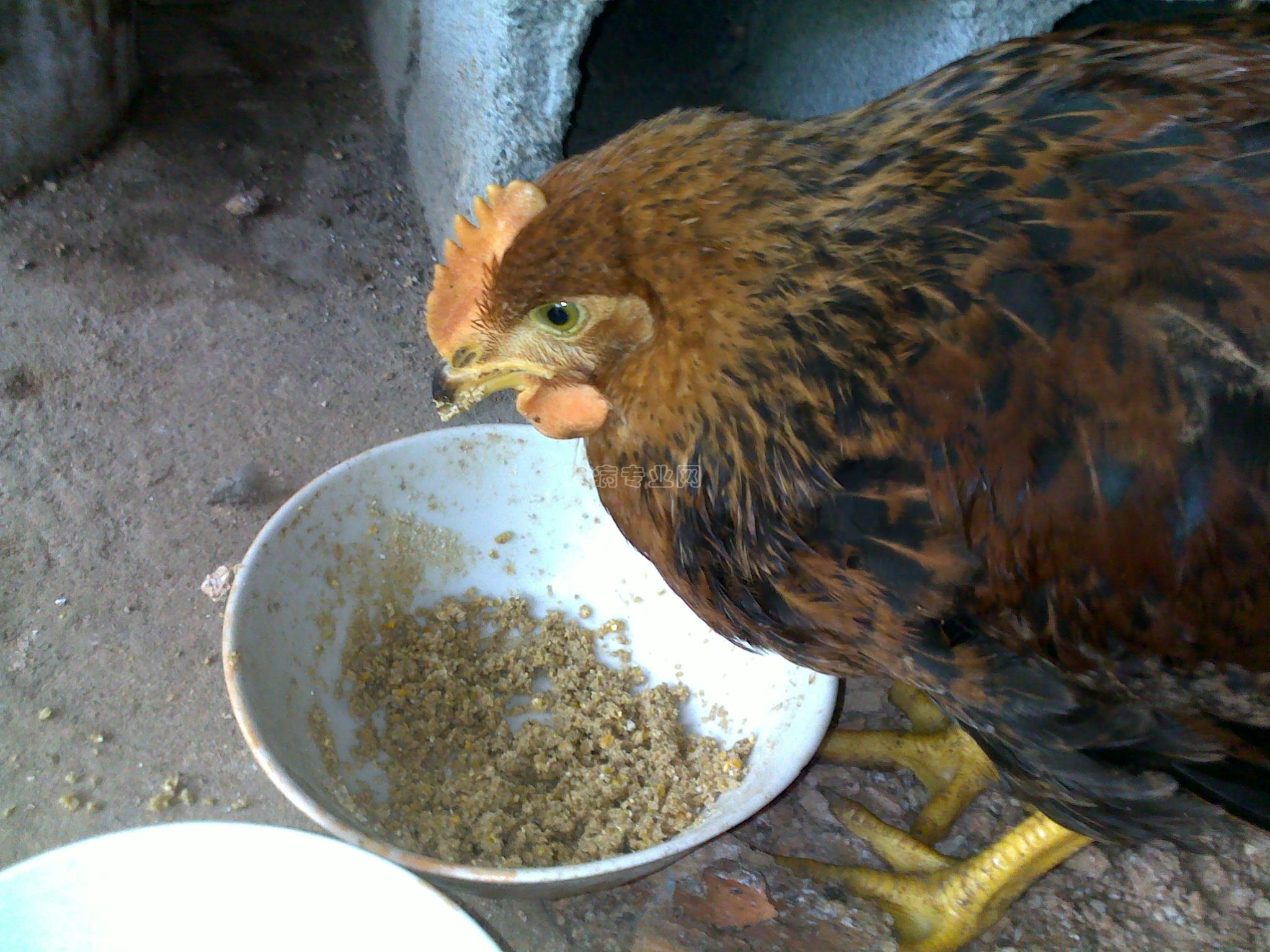 20100318103.jpg