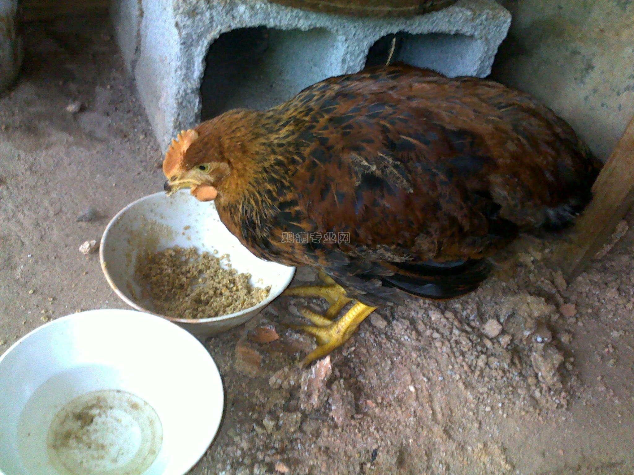 20100318102.jpg