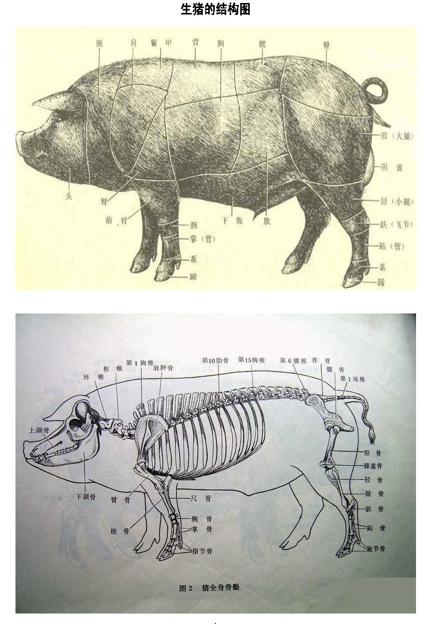 生猪  图 - 猪综合讨论区 - 鸡病专业网论坛