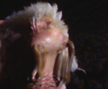 IMG0041A.jpg