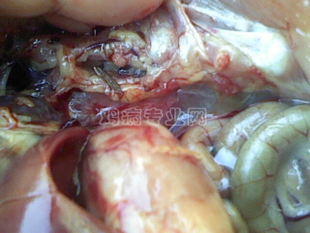 IMG0306A.jpg