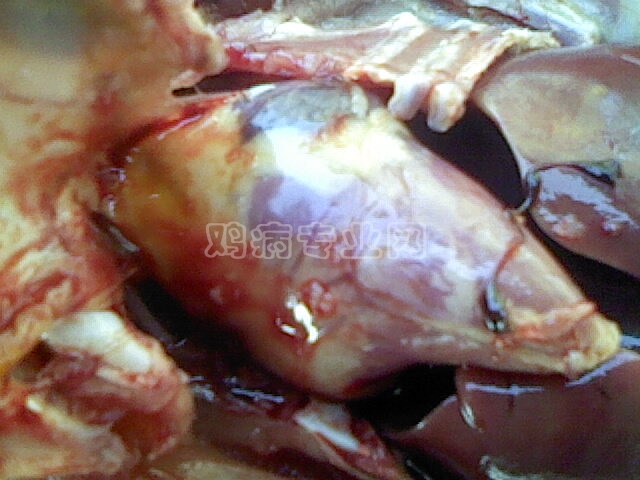 IMG0305B.jpg