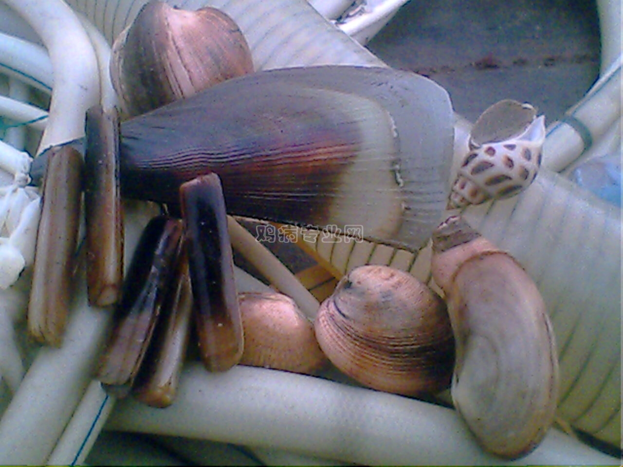 IMG0352A.jpg