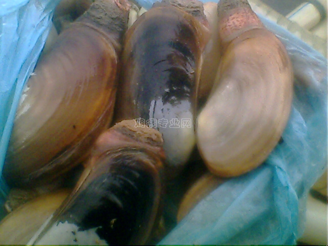 IMG0353A.jpg