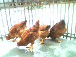 IMG0077A.jpg