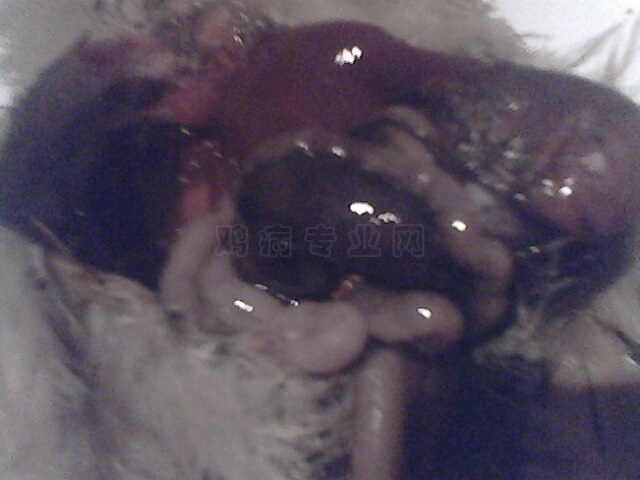 IMG0031A.jpg