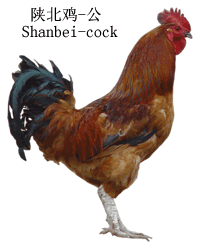 chicken_shanbeim.gif