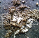 IMG0251A.jpg
