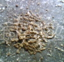 IMG0249A.jpg