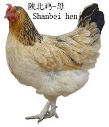 chicken_shanbeif.gif