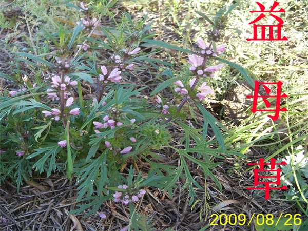 213_12911_334d825d8983524.jpg