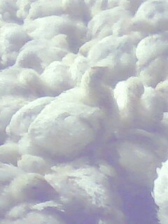IMG0073A.jpg