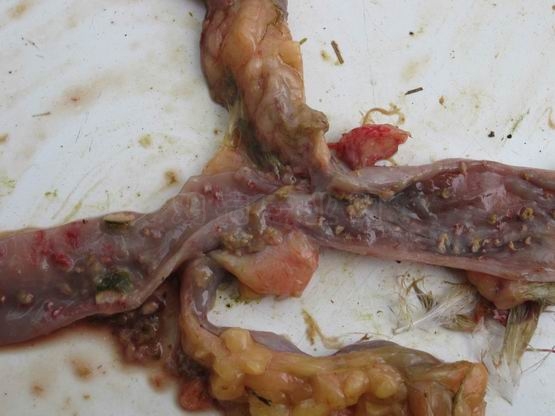 äڶ