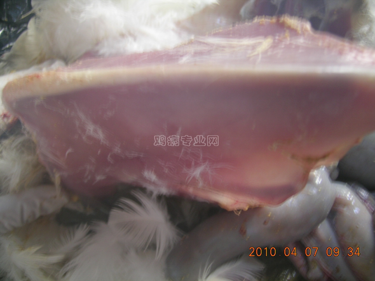 DSCN6010.JPG