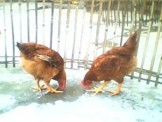 IMG0076A.jpg