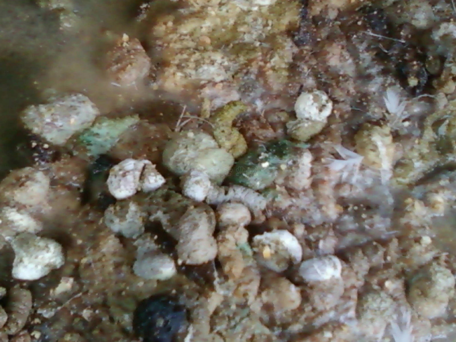 Ƭ-0121.jpg