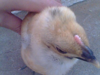 IMG0034A.jpg