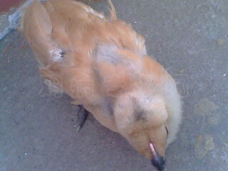 IMG0035A.jpg