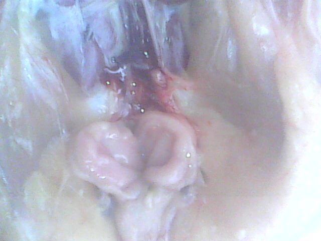 IMG0187A.jpg