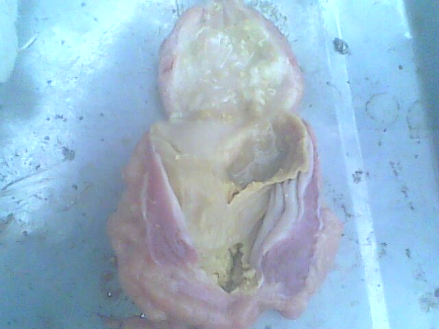 IMG0181A.jpg