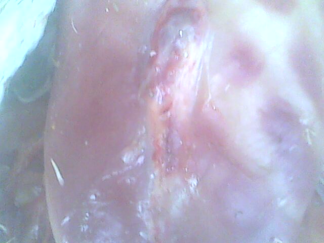 IMG0189A.jpg