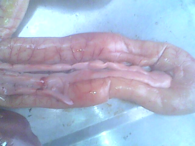 IMG0169A.jpg