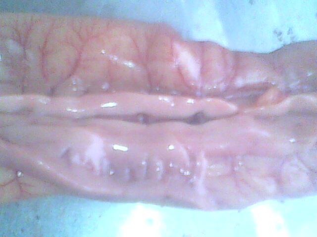 IMG0176A.jpg
