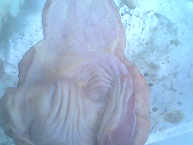 IMG0182A.jpg