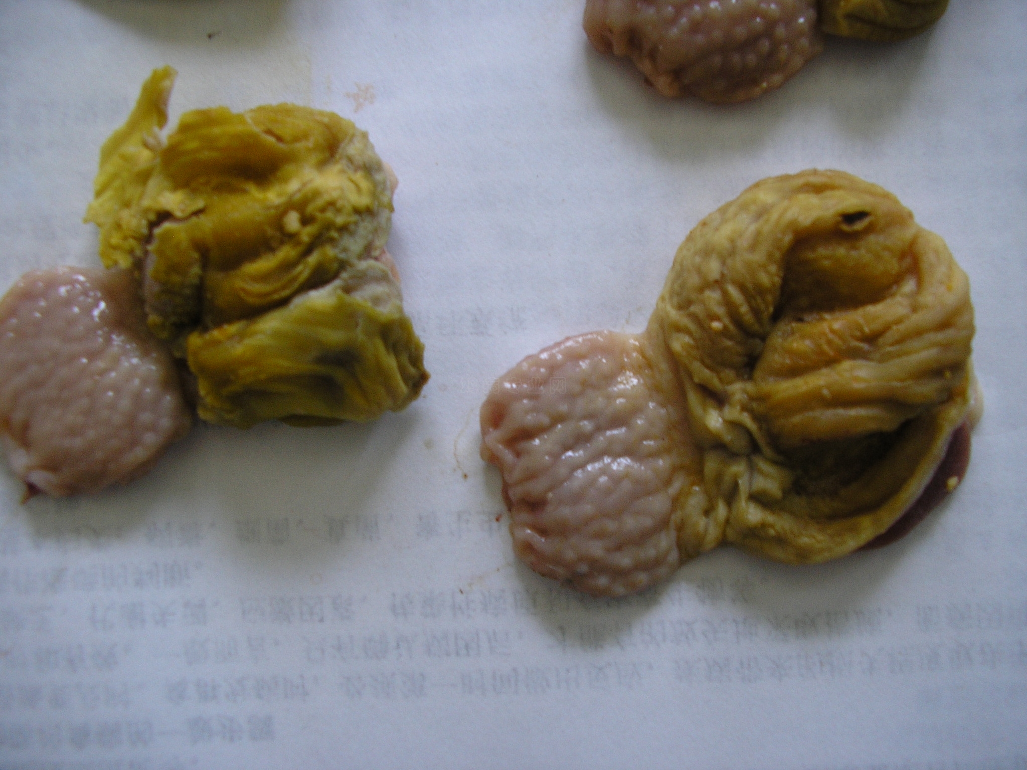 警惕肉鸡"肌胃糜烂"综合症