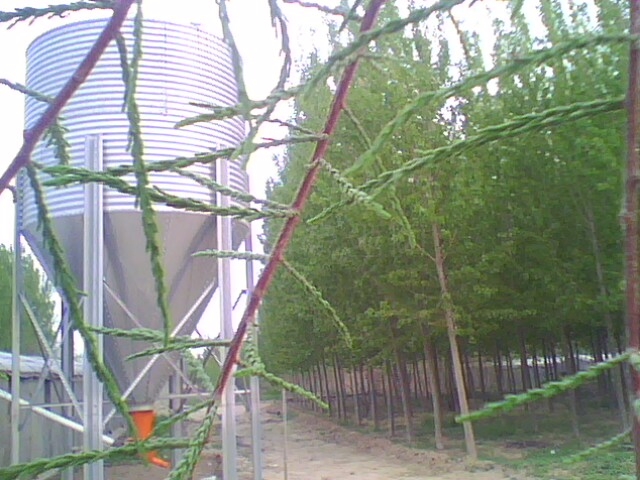 IMG0490A.jpg