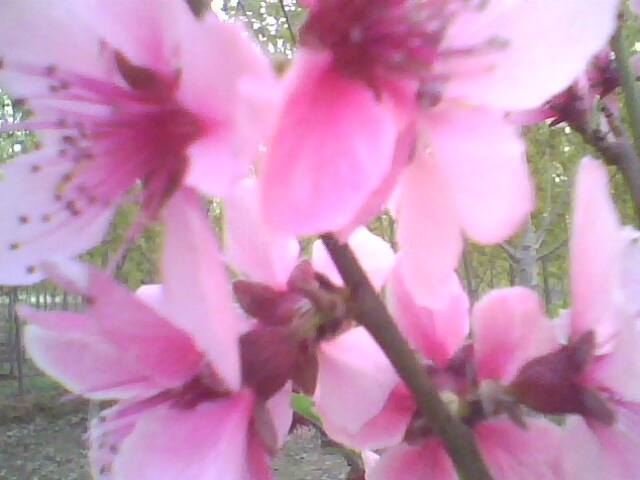 IMG0463A.jpg