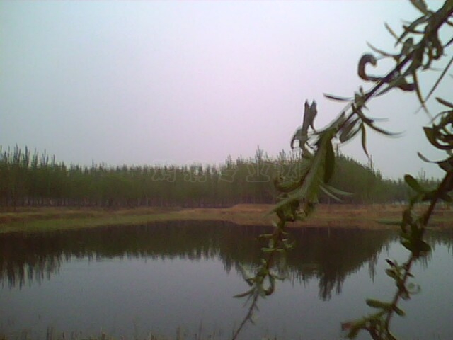 IMG0494A.jpg