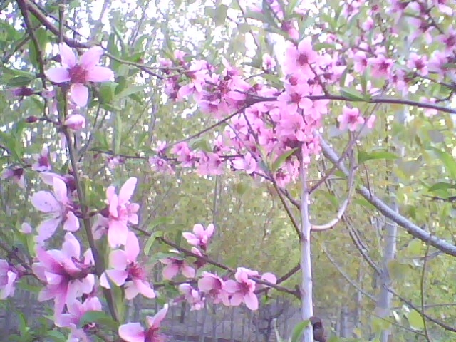 IMG0462A.jpg