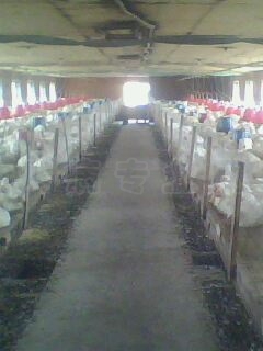 IMG0817A.jpg