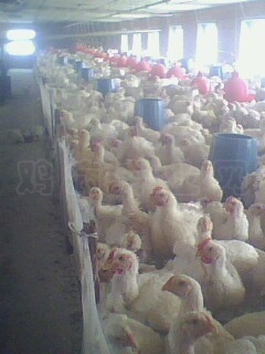 IMG0572A.jpg