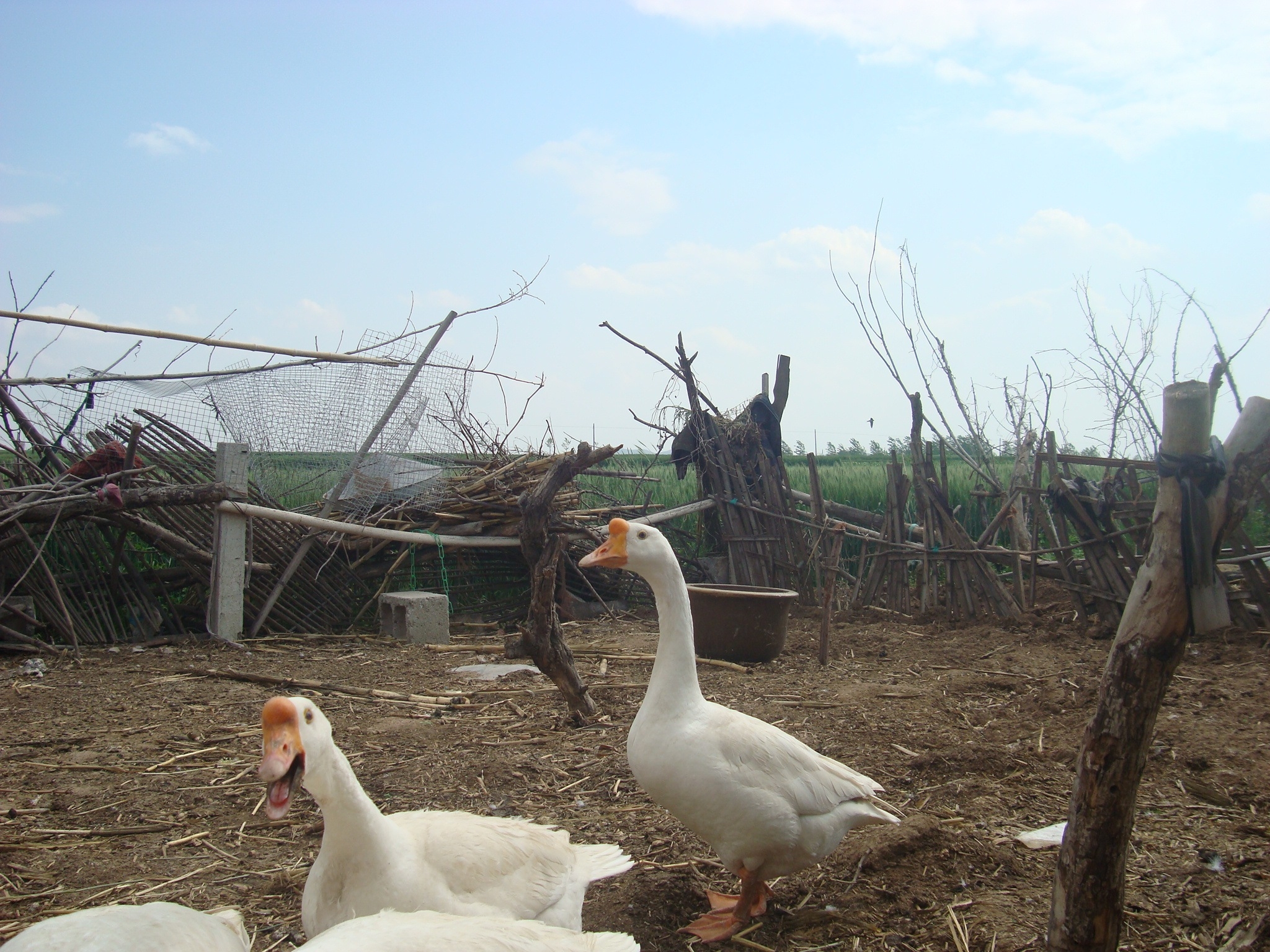 DSC01542.JPG