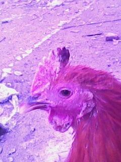 IMG0005A.jpg