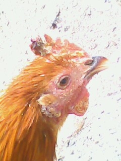 IMG0003A.jpg