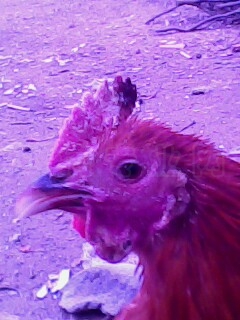 IMG0004A.jpg