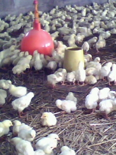 IMG0079A.jpg