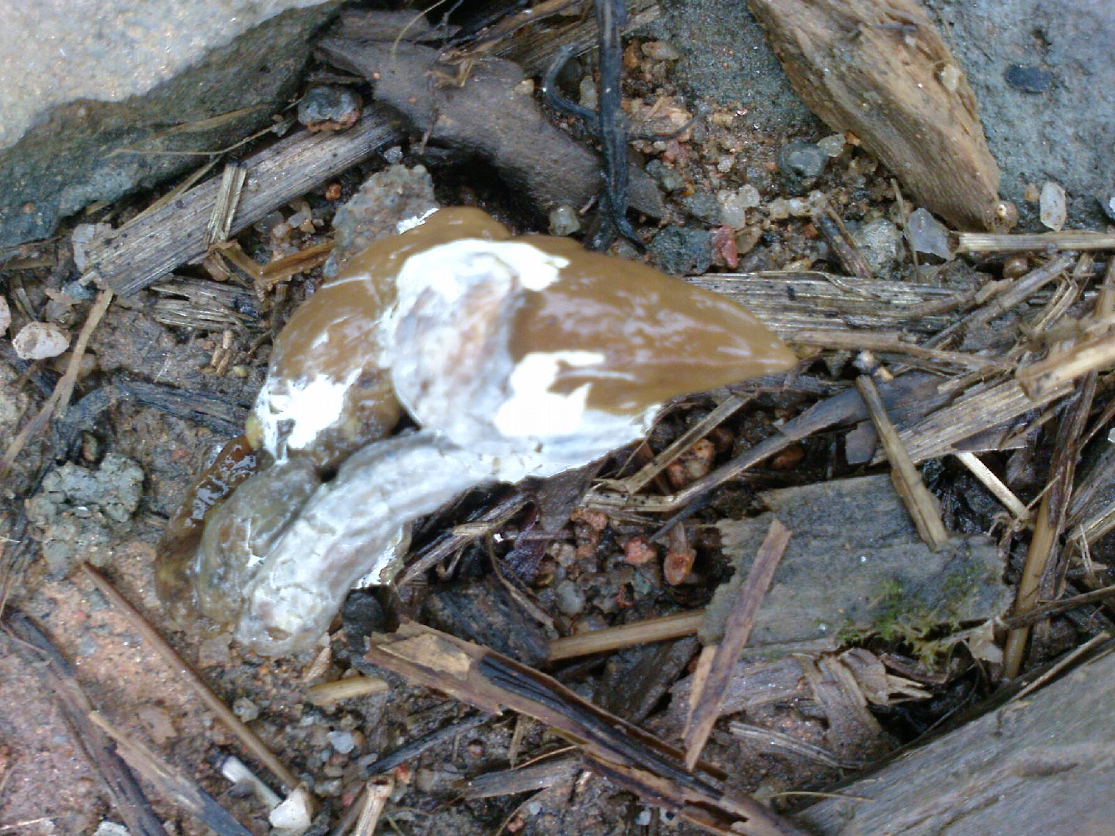 DSC00682.JPG
