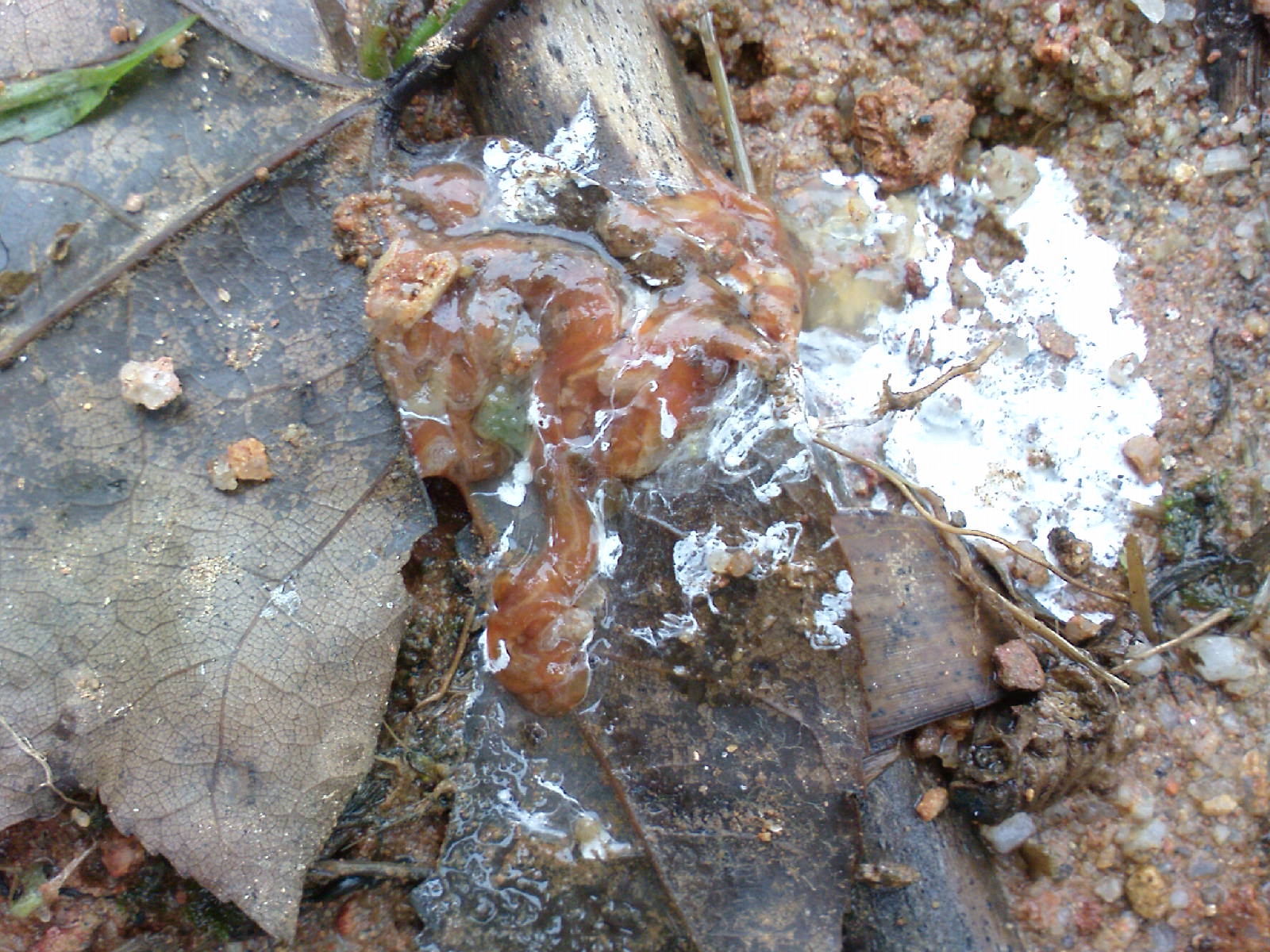 DSC00677.JPG