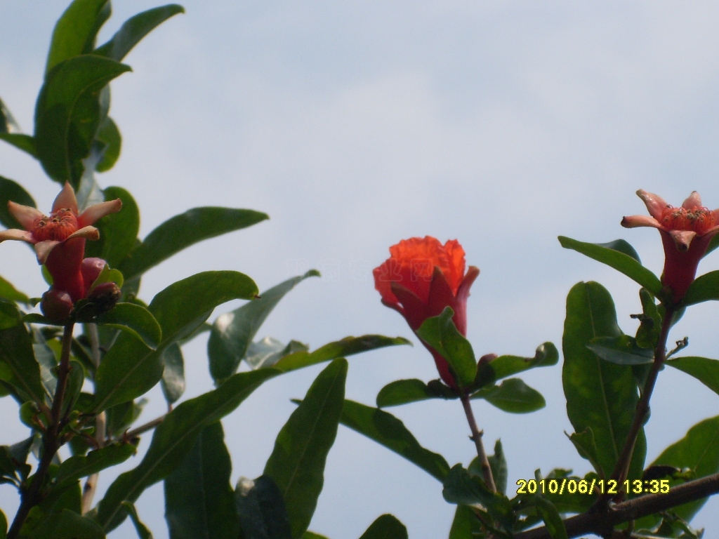 SL386693.JPG