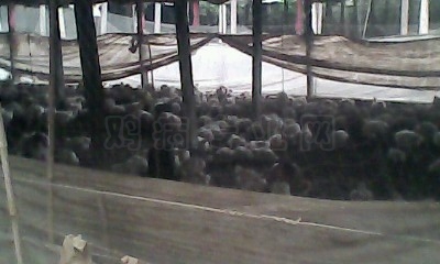 IMG0338A.jpg