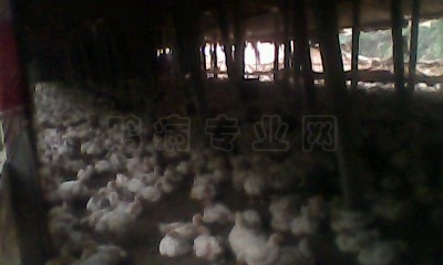 IMG0343A.jpg