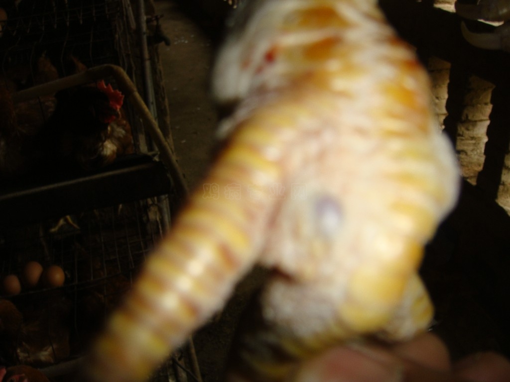 DSC00631.jpg