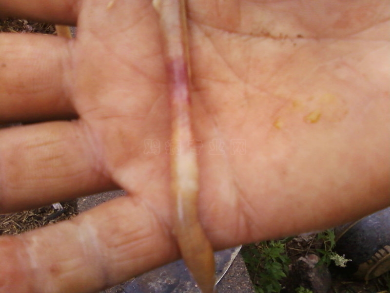 Ƭ-0018_1.jpg