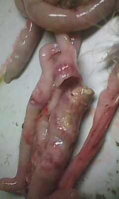 IMG0293A.jpg