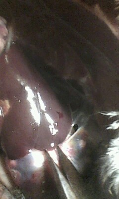 IMG0296A.jpg