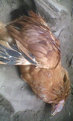 IMG0287A.jpg